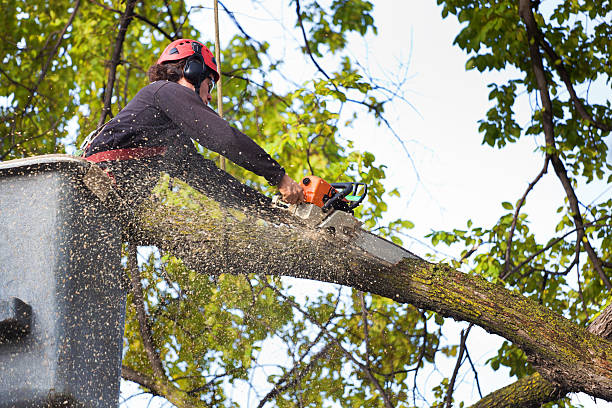 How Our Tree Care Process Works  in  Annandale, NJ